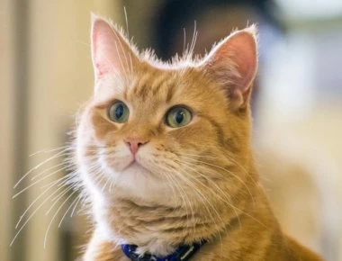 Έγινε έτσι από βακτήριο που του μετέδωσε η γάτα του (φωτό)